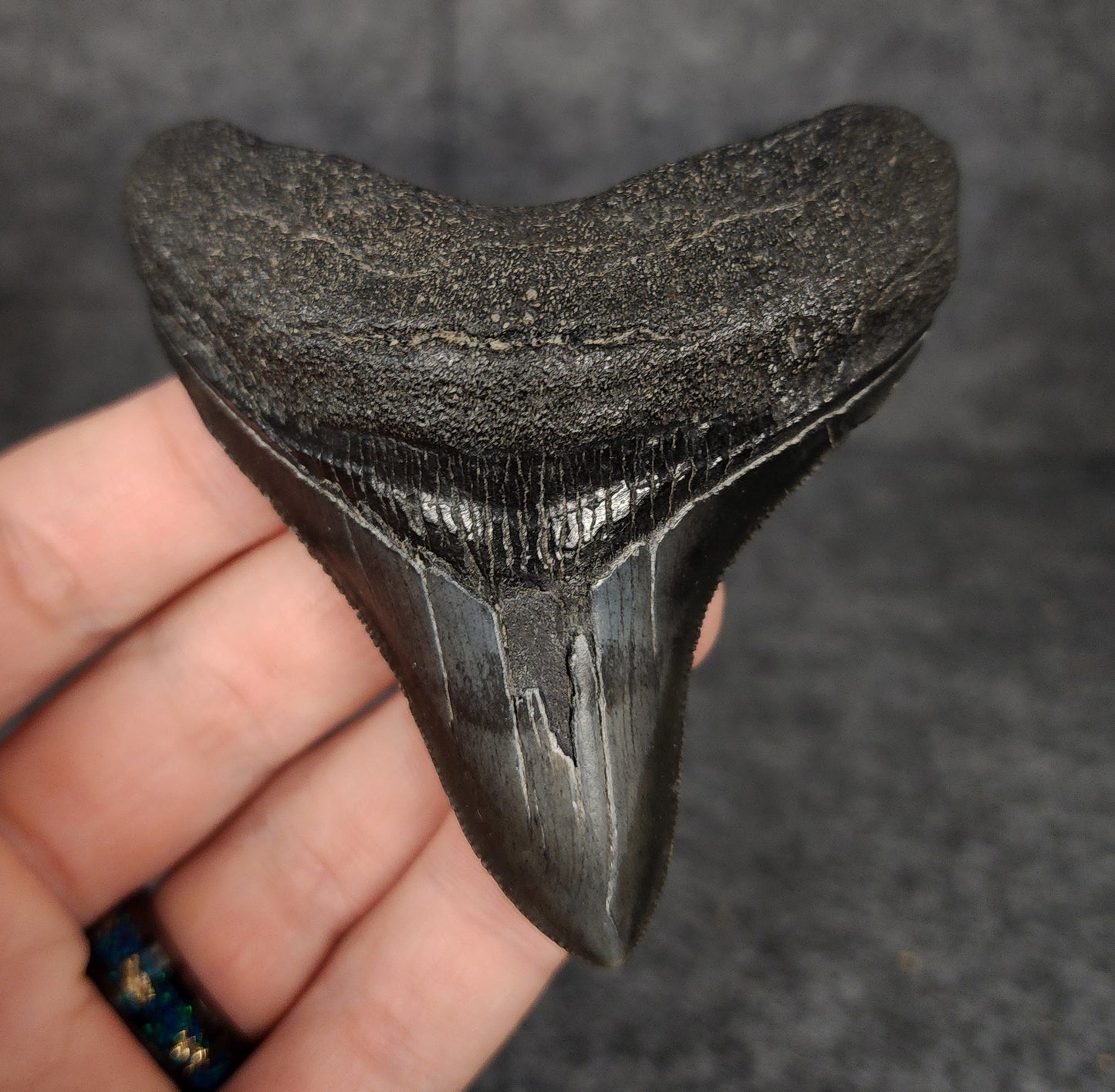 Front view of 3.24-inch authentic Megalodon tooth fossil from Beaufort, South Carolina, showcasing natural enamel and robust root.