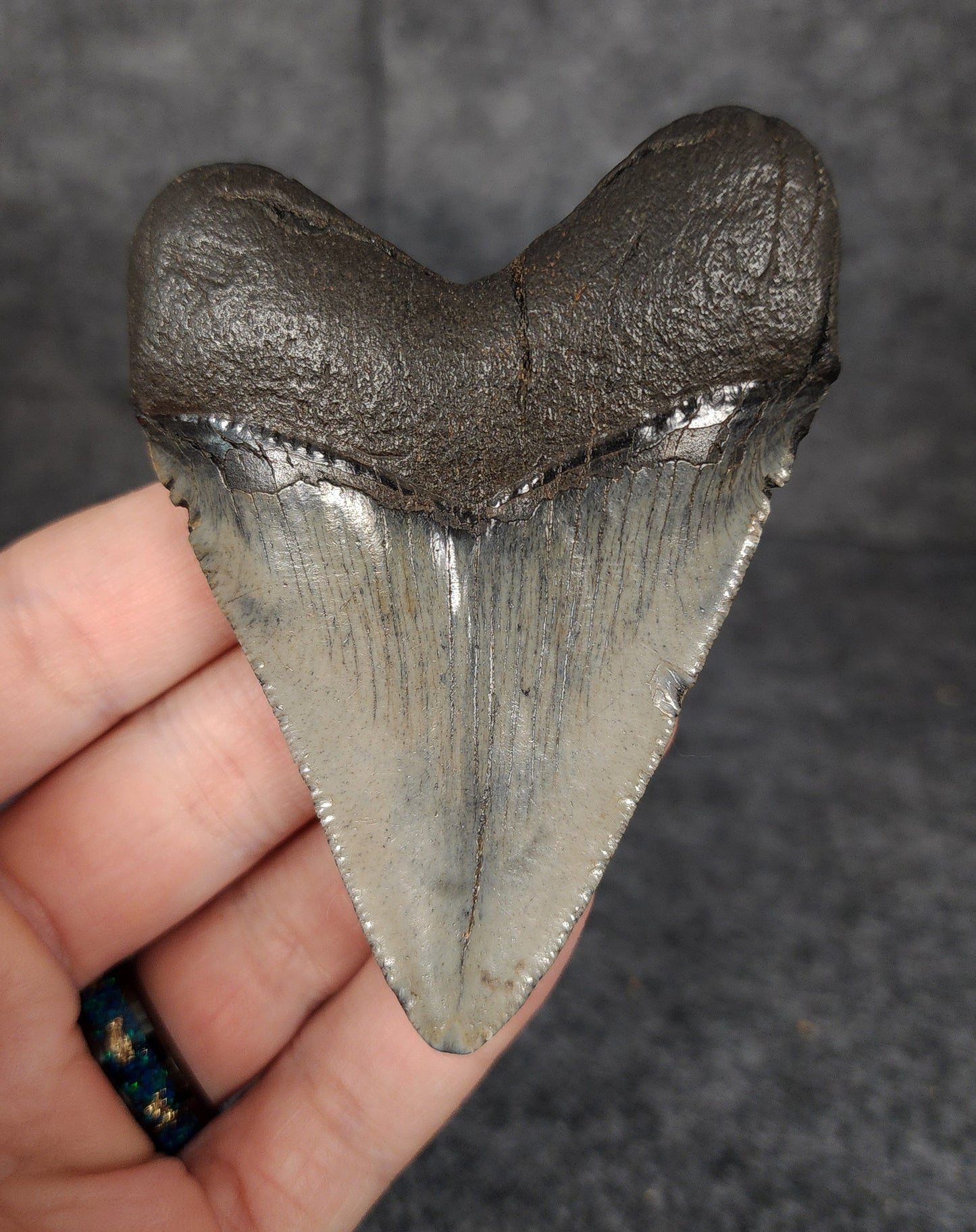 Back view of 3.29-inch Megalodon tooth fossil, highlighting the root structure and enamel preservation.