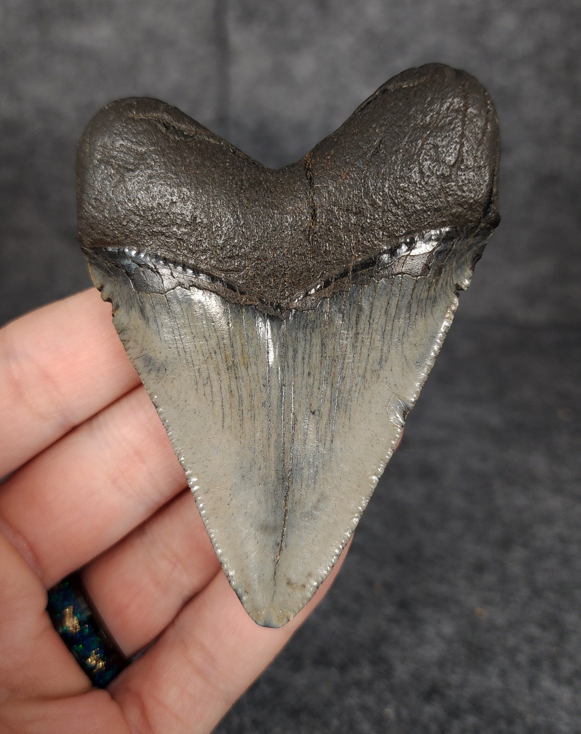 Back view of 3.29-inch Megalodon tooth fossil, highlighting the root structure and enamel preservation.