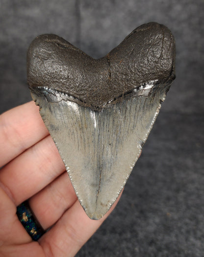 Back view of 3.29-inch Megalodon tooth fossil, highlighting the root structure and enamel preservation.