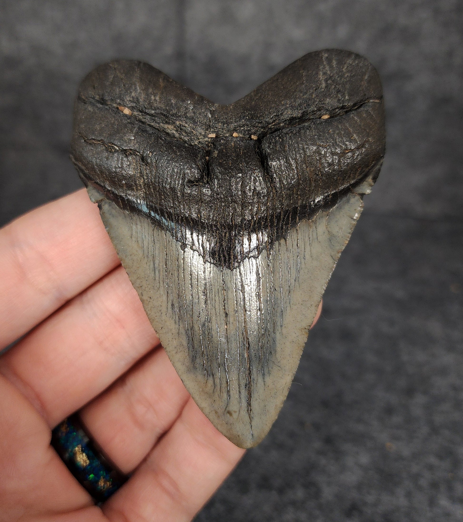Front view of 3.29-inch authentic Megalodon tooth fossil from Beaufort, South Carolina, showcasing natural enamel and robust root.
