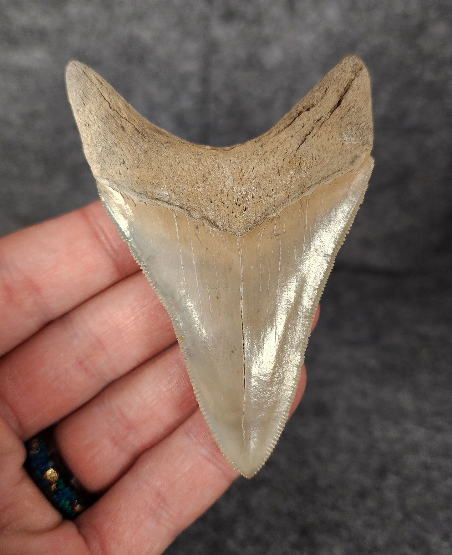 Back view highlighting the robust root structure of 3.30-inch Megalodon tooth fossil from Lee Creek, North Carolina.