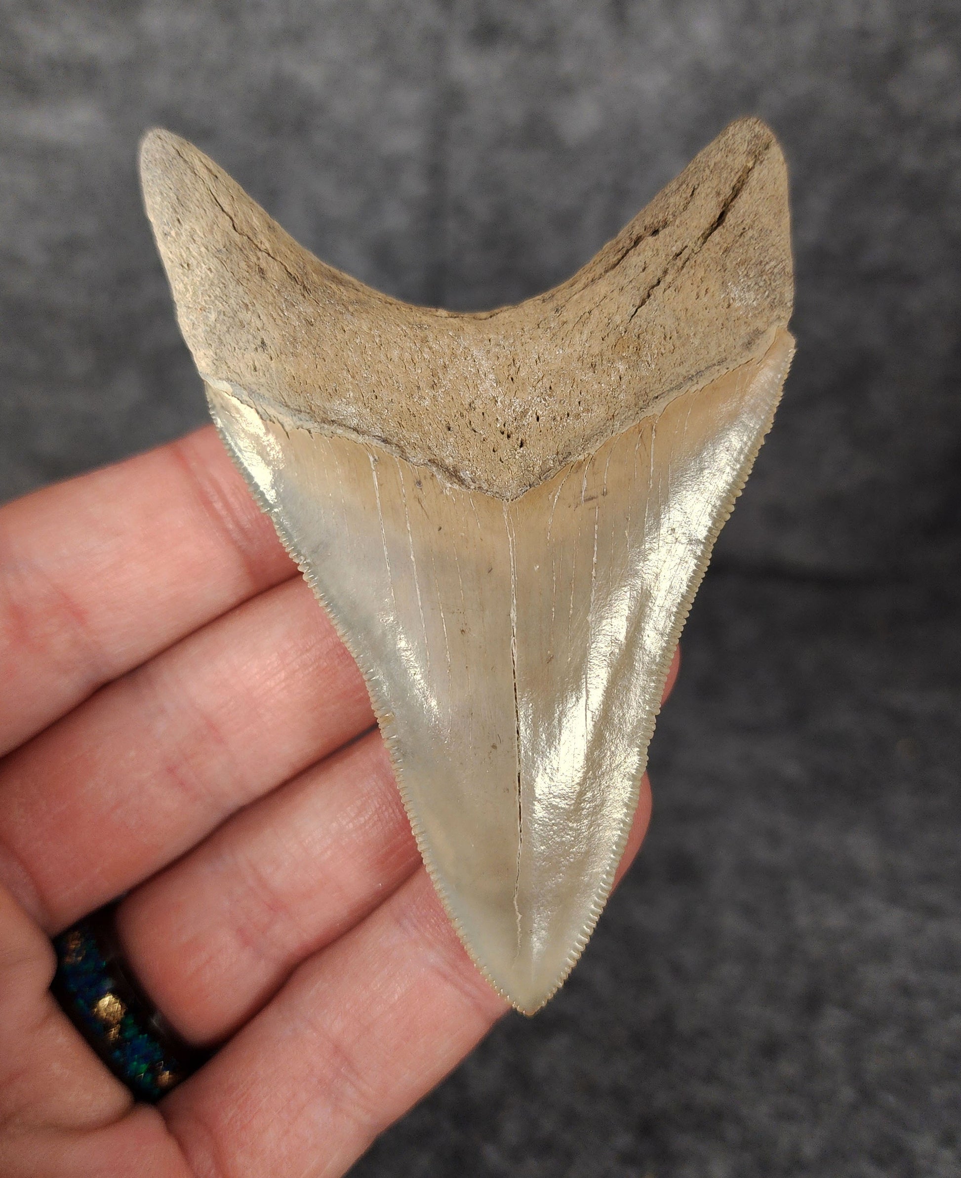 Back view highlighting the robust root structure of 3.30-inch Megalodon tooth fossil from Lee Creek, North Carolina.