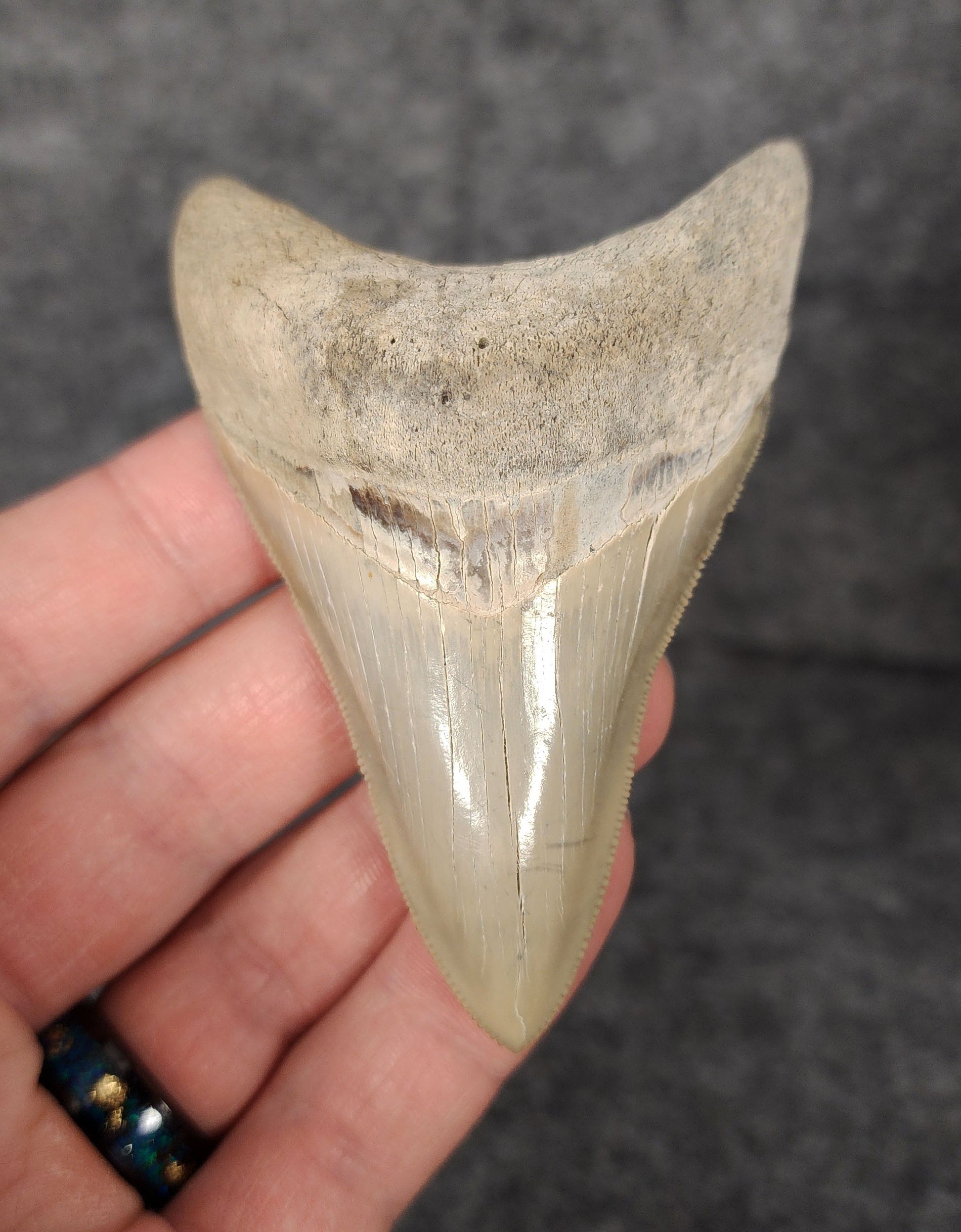 Front view of 3.30-inch high-quality Megalodon tooth fossil from Lee Creek, North Carolina, showcasing exceptional enamel preservation and sharp serrations.