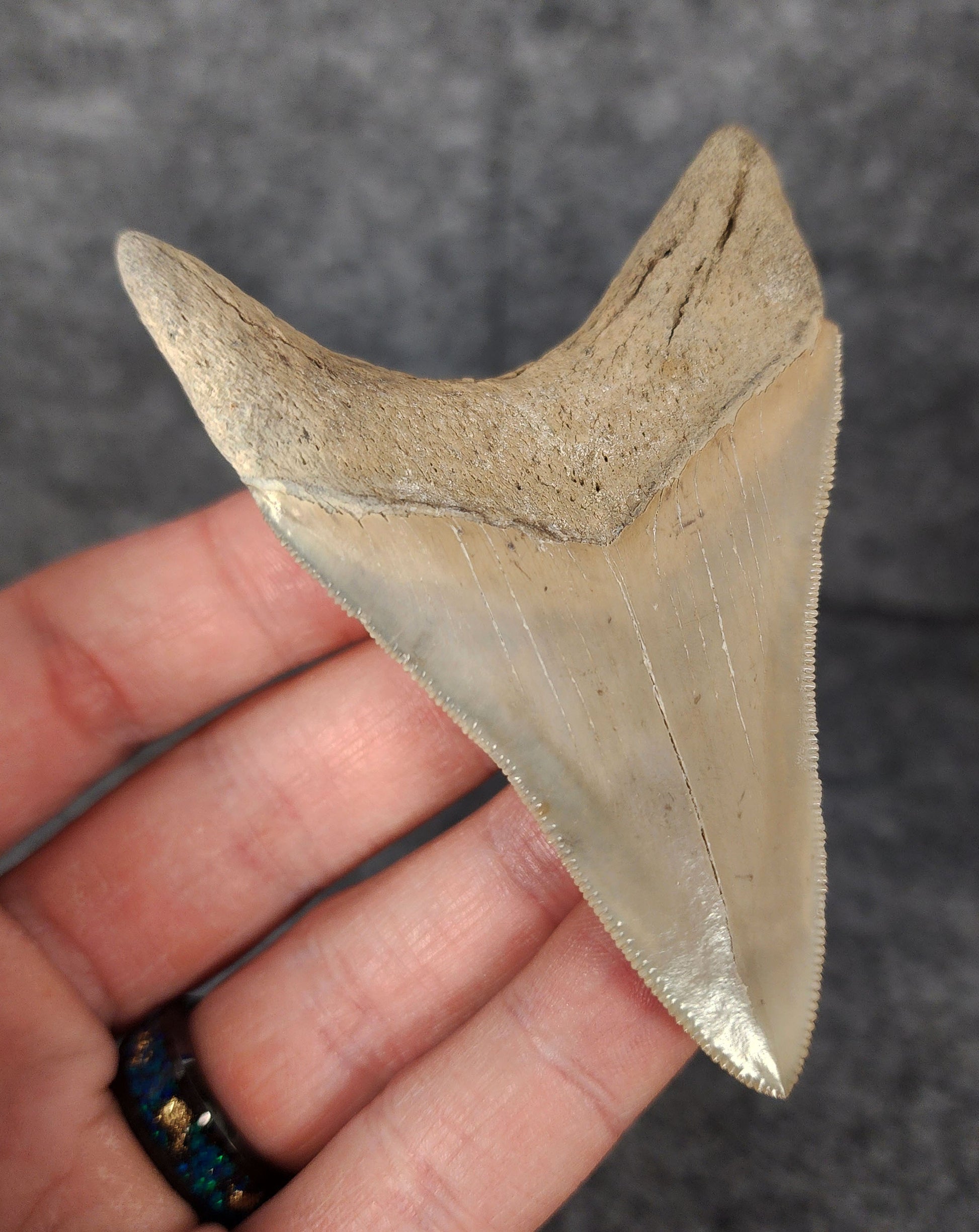 Back left side profile of 3.30-inch Megalodon tooth from Lee Creek, North Carolina, displaying curvature and enamel preservation.