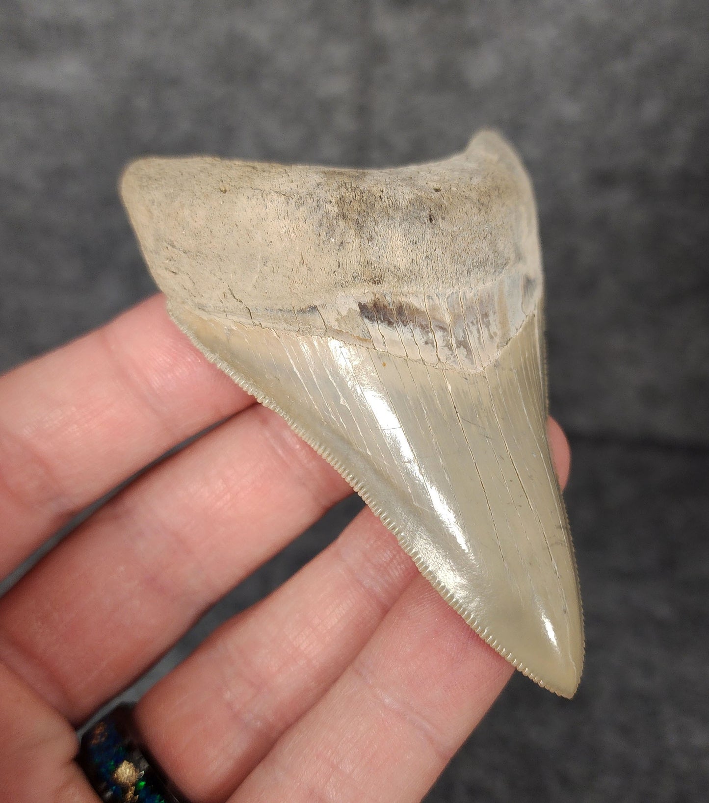 Left side profile of 3.30-inch Megalodon tooth from Lee Creek, North Carolina, displaying curvature and enamel preservation.