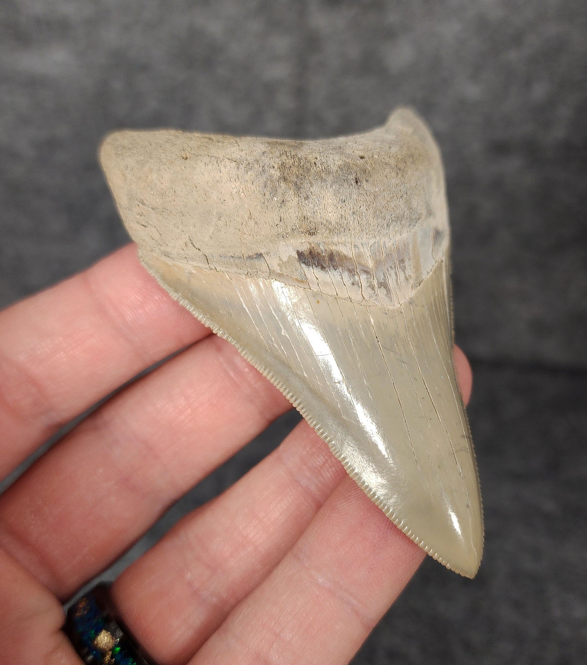 Left side profile of 3.30-inch Megalodon tooth from Lee Creek, North Carolina, displaying curvature and enamel preservation.