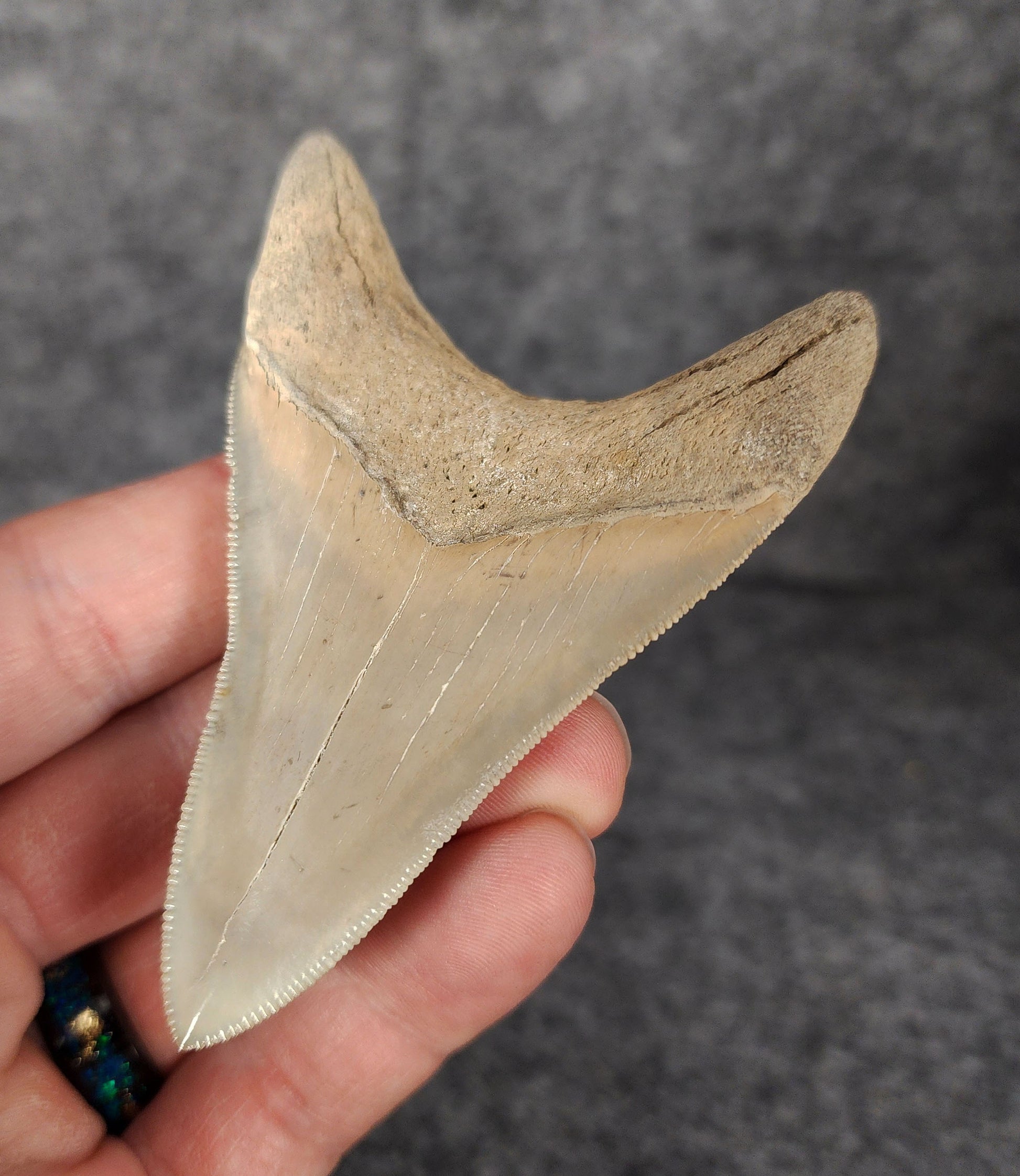 Back right side view of 3.30-inch fossil Megalodon tooth, emphasizing natural serrations and blade shape.