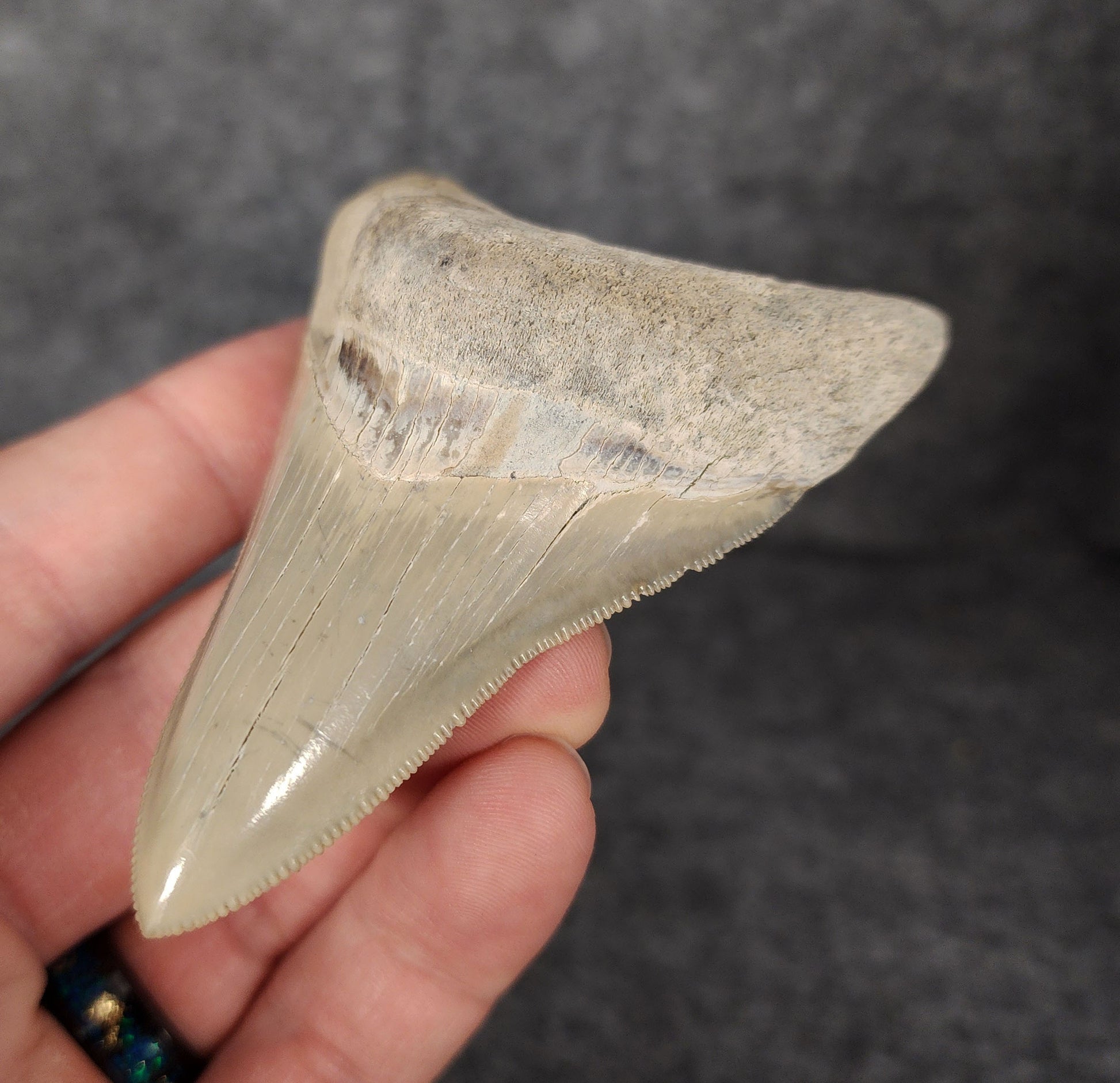 Right side view of 3.30-inch fossil Megalodon tooth, emphasizing natural serrations and blade shape.
