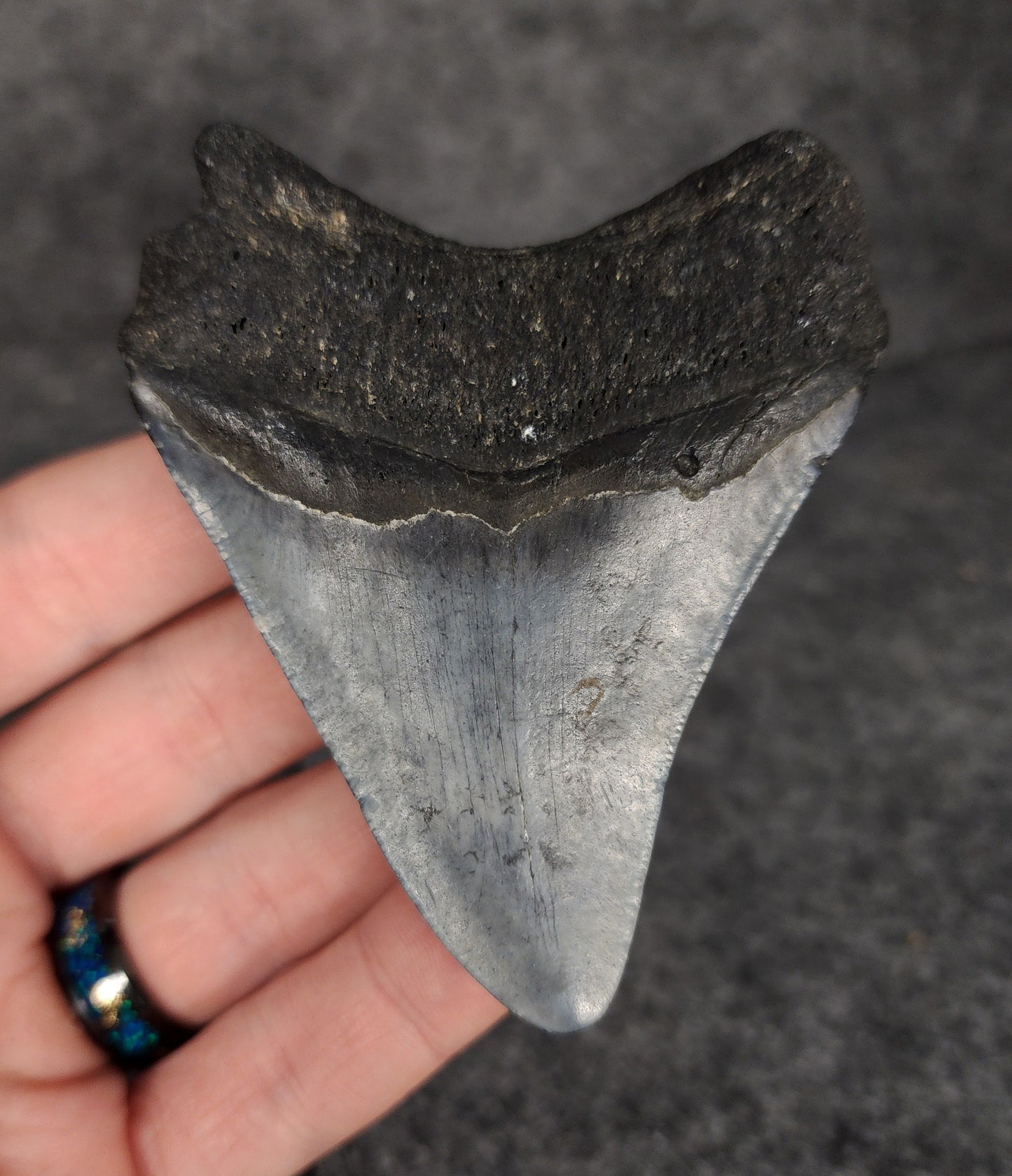 Back view of 3.30-inch Megalodon tooth fossil, highlighting the root structure and enamel preservation.