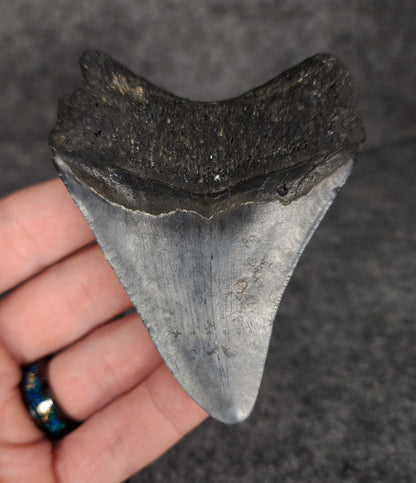 Back view of 3.30-inch Megalodon tooth fossil, highlighting the root structure and enamel preservation.