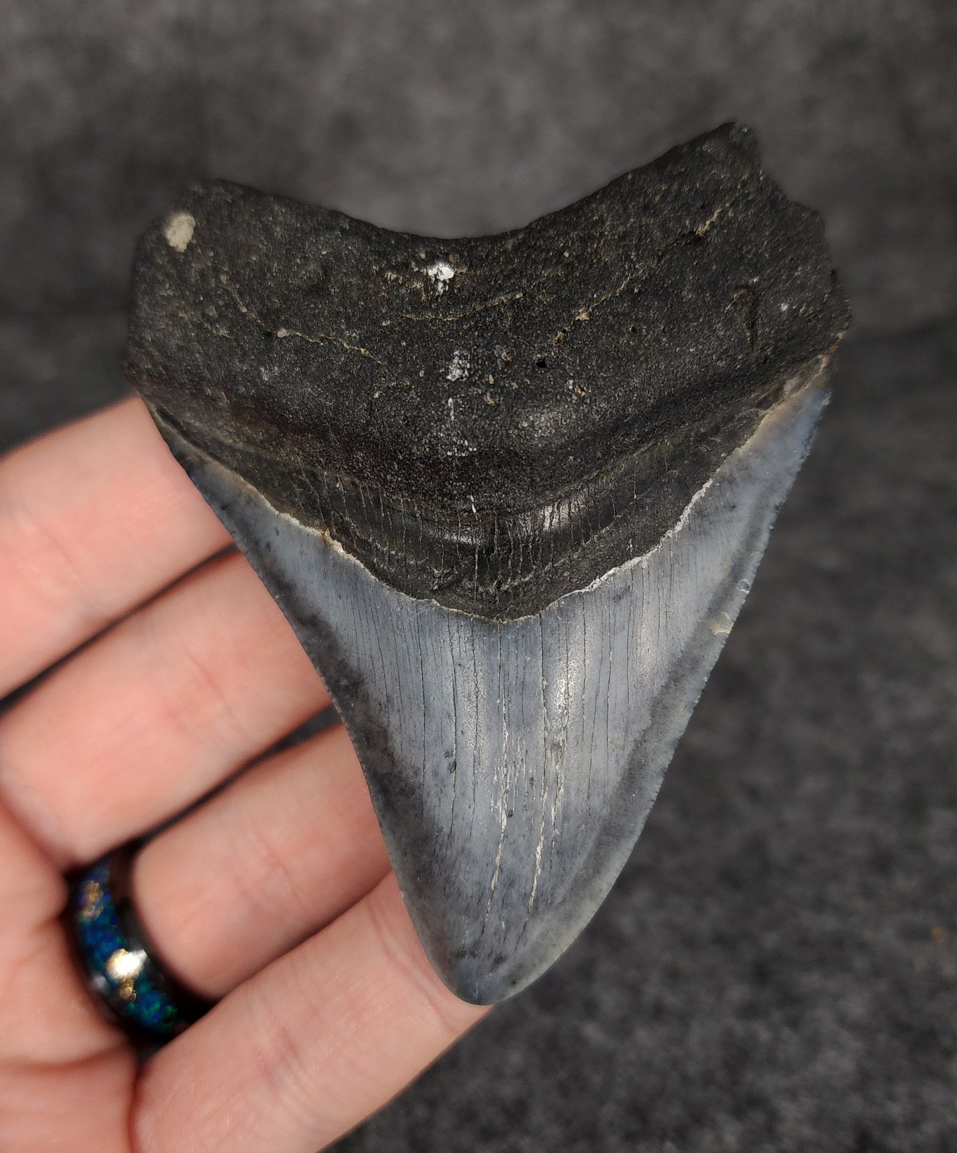 Front view of 3.30-inch authentic Megalodon tooth fossil from Venice, Florida, showcasing natural enamel and robust root.