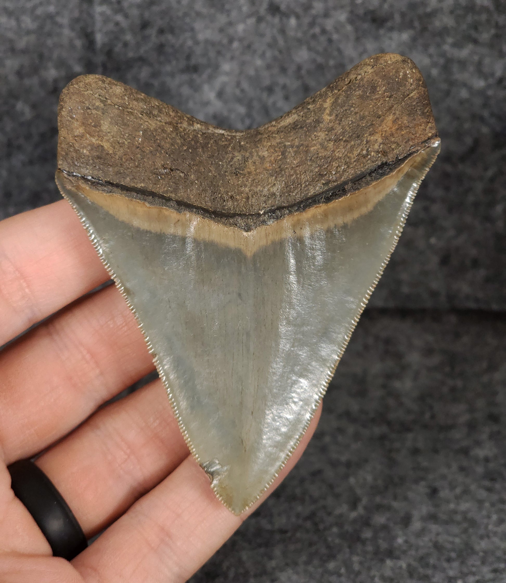 Back view of 3.46-inch Megalodon tooth fossil, highlighting the root structure and enamel preservation.