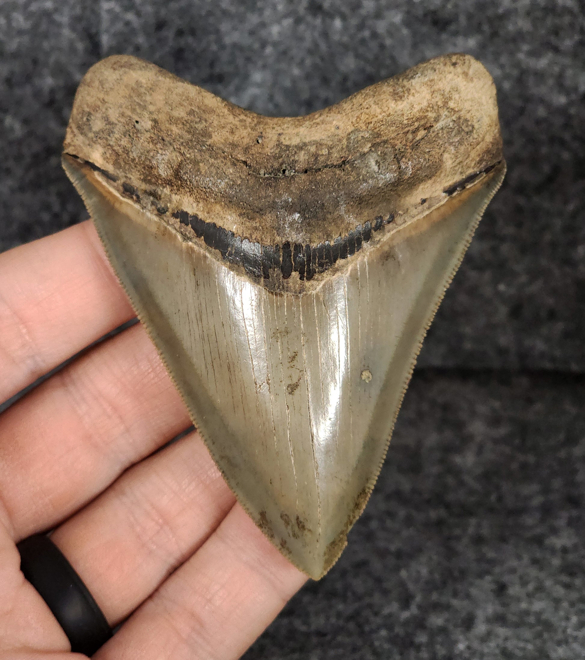 Front view of 3.46-inch high-quality Megalodon tooth fossil from Savannah, Georgia, showcasing natural enamel and robust root.