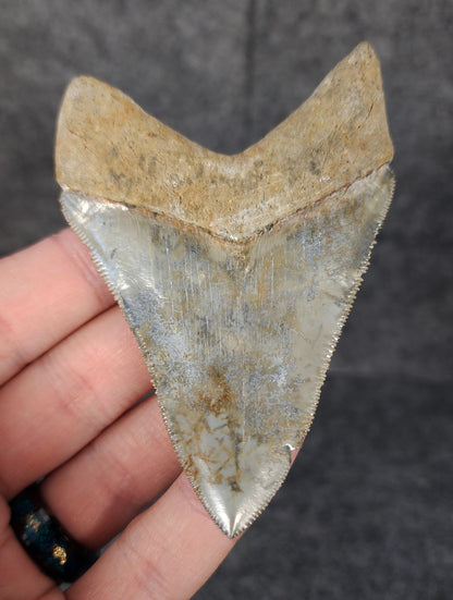 Back view highlighting the robust root structure of 3.49-inch Megalodon tooth fossil from Venice, Florida.