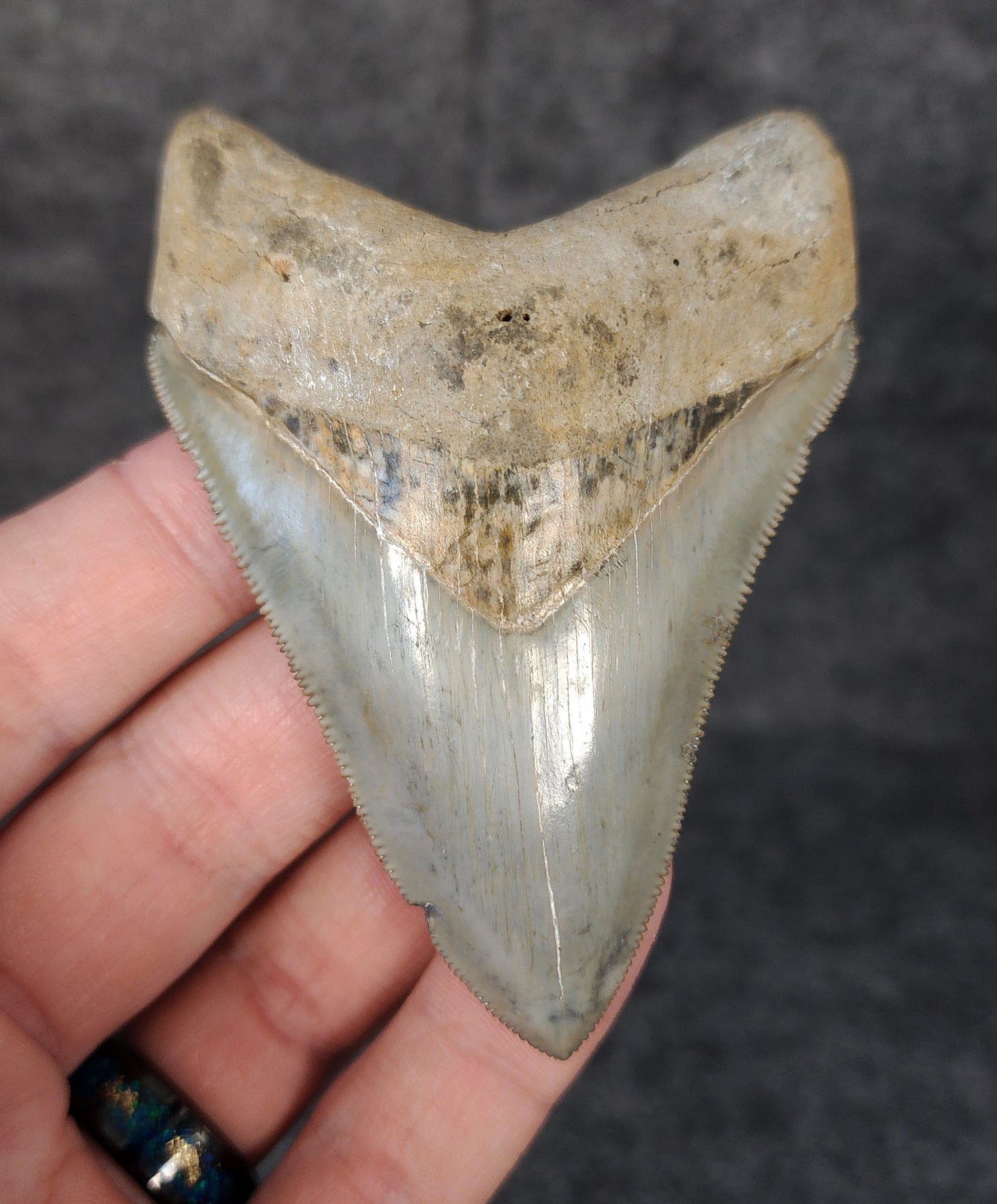 Front view of 3.49-inch high-quality Megalodon tooth fossil from Venice, Florida, showcasing glossy enamel and sharp serrations.