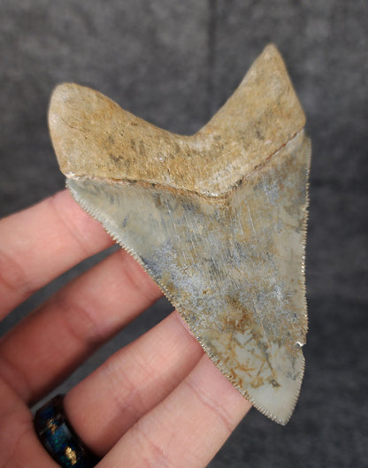 Back left side profile of 3.49-inch Megalodon tooth from Venice, Florida, displaying curvature and enamel preservation.