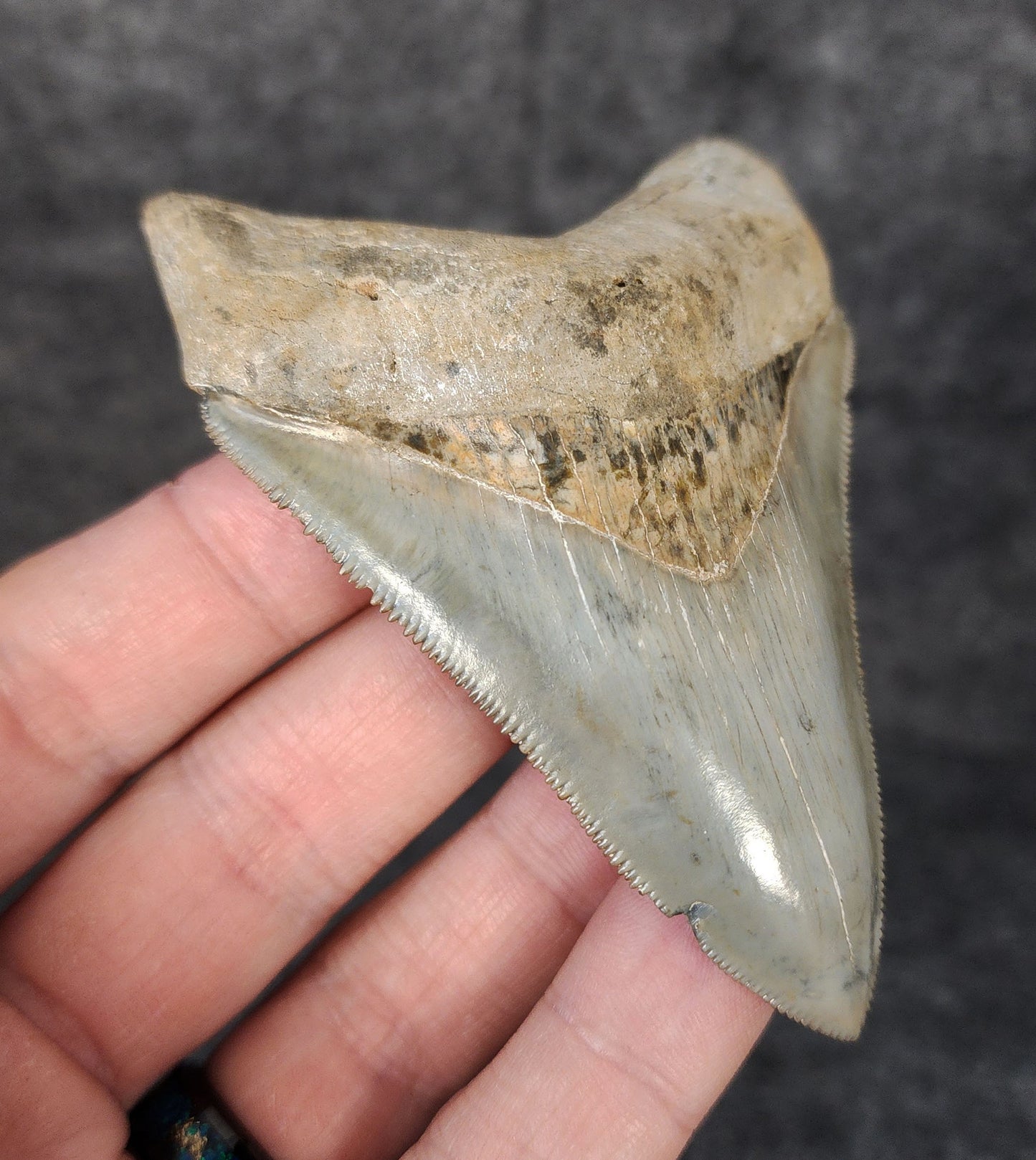 Left side profile of 3.49-inch Megalodon tooth from Venice, Florida, displaying curvature and enamel preservation.