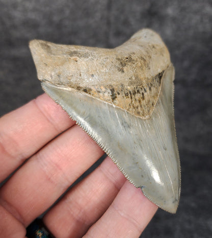 Left side profile of 3.49-inch Megalodon tooth from Venice, Florida, displaying curvature and enamel preservation.