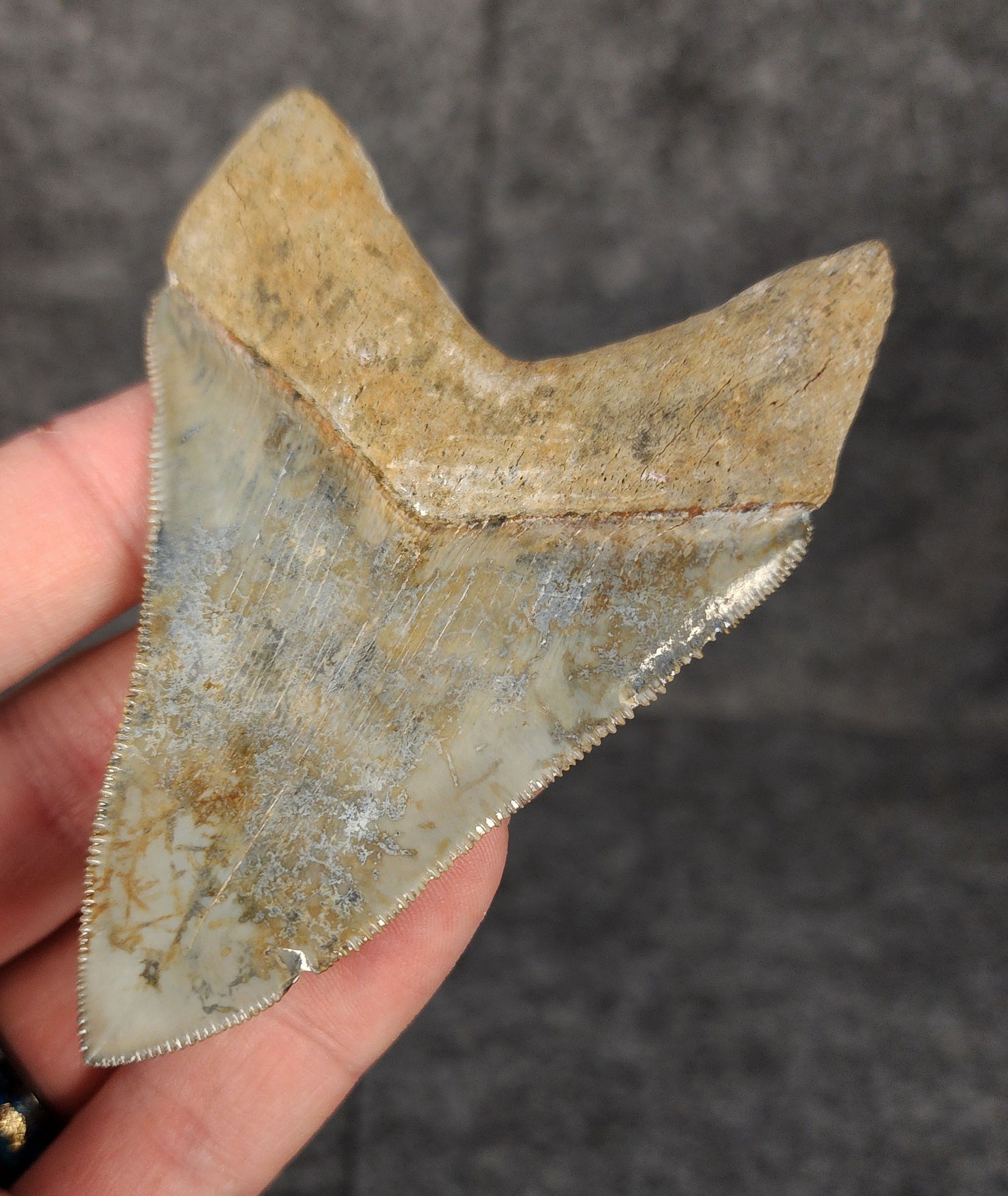 Back right side view of 3.49-inch fossil Megalodon tooth, emphasizing natural serrations and blade shape.