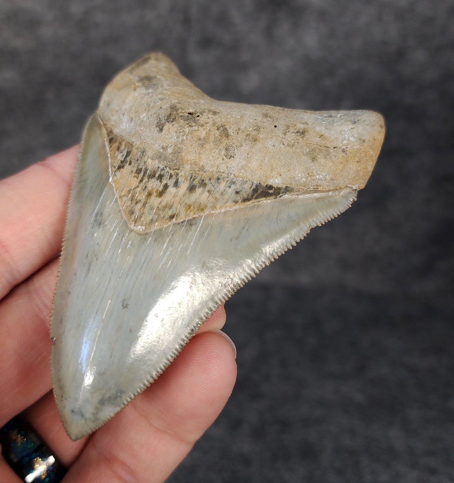 Right side view of 3.49-inch fossil Megalodon tooth, emphasizing natural serrations and blade shape.
