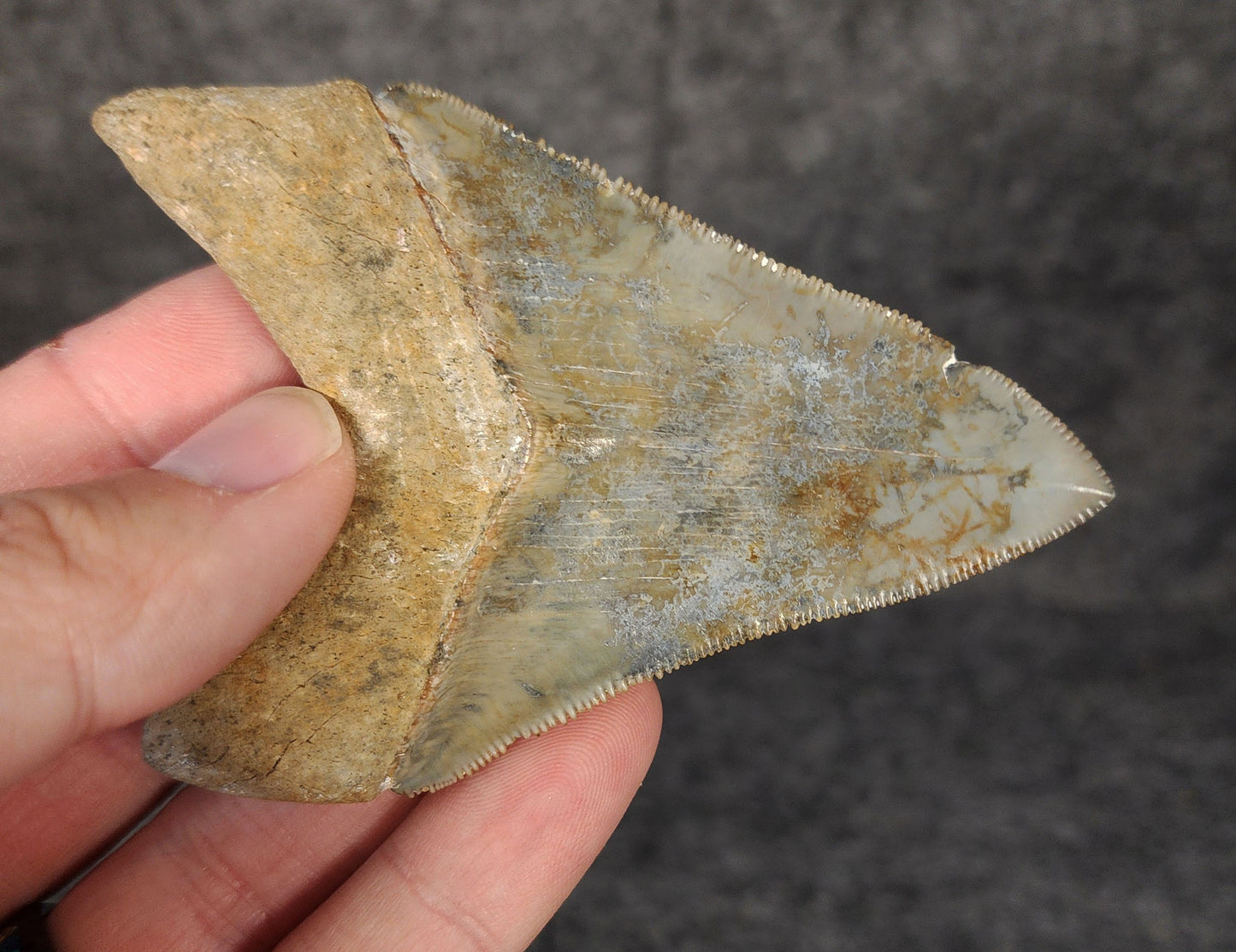 Close-up of the tip of 3.49-inch Megalodon tooth from Venice, Florida, highlighting sharpness and enamel detail.