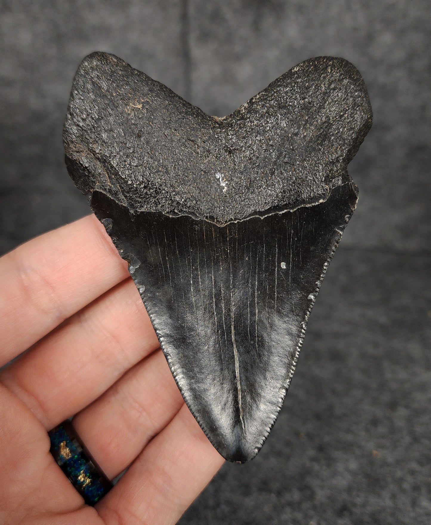 Back view of 3.60-inch Megalodon tooth fossil, highlighting the root structure and enamel preservation.