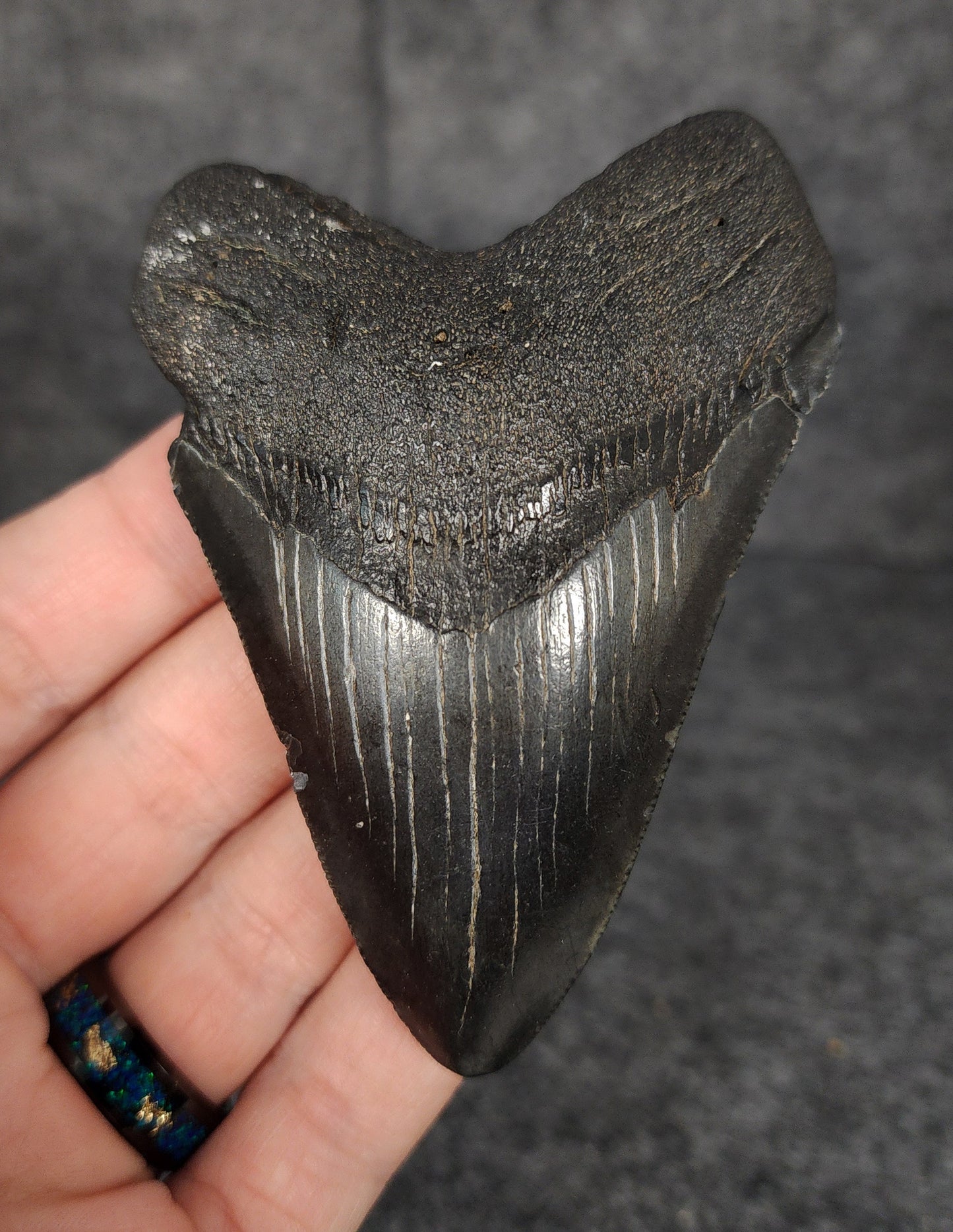 Front view of 3.60-inch authentic Megalodon tooth fossil from Beaufort, South Carolina, showcasing natural enamel and robust root.