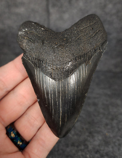 Front view of 3.60-inch authentic Megalodon tooth fossil from Beaufort, South Carolina, showcasing natural enamel and robust root.