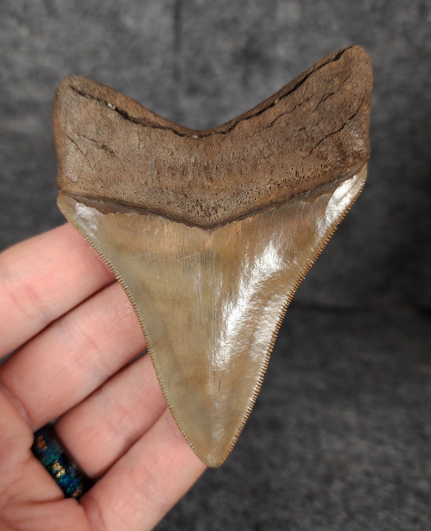 Back view highlighting the robust root structure of 3.68-inch Megalodon tooth fossil from Savannah, Georgia.