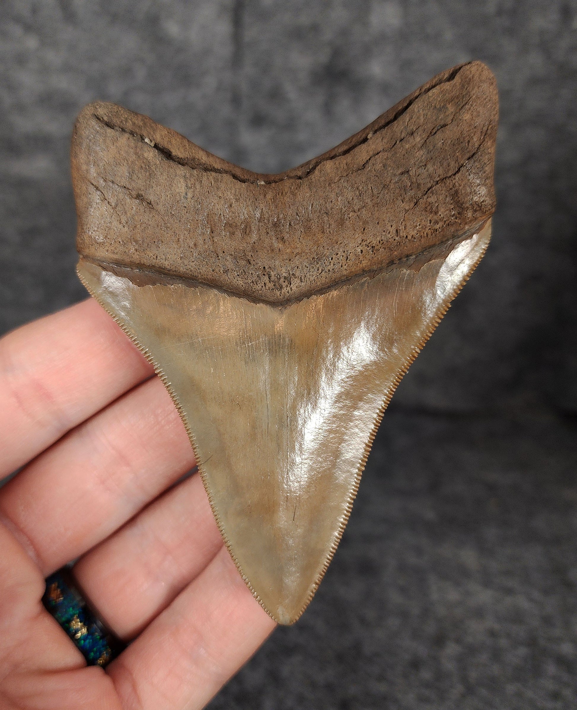Back view highlighting the robust root structure of 3.68-inch Megalodon tooth fossil from Savannah, Georgia.