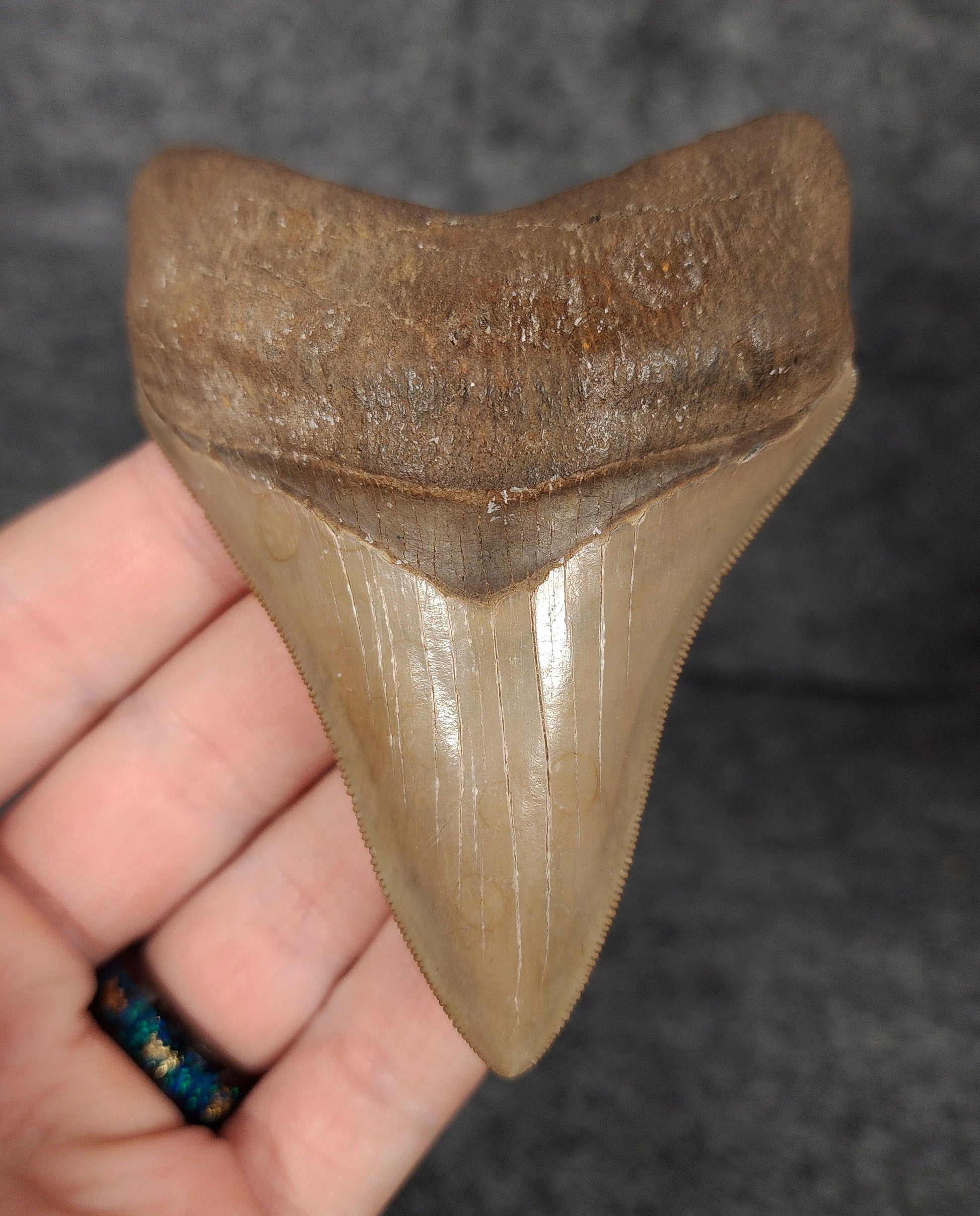 Front view of 3.68-inch high-quality Megalodon tooth fossil from Savannah, Georgia, showcasing glossy enamel and sharp serrations.