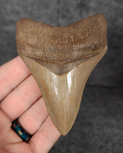 Front view of 3.68-inch high-quality Megalodon tooth fossil from Savannah, Georgia, showcasing glossy enamel and sharp serrations.