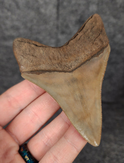 Back left side profile of 3.68-inch Megalodon tooth from Savannah, Georgia, displaying curvature and enamel preservation.