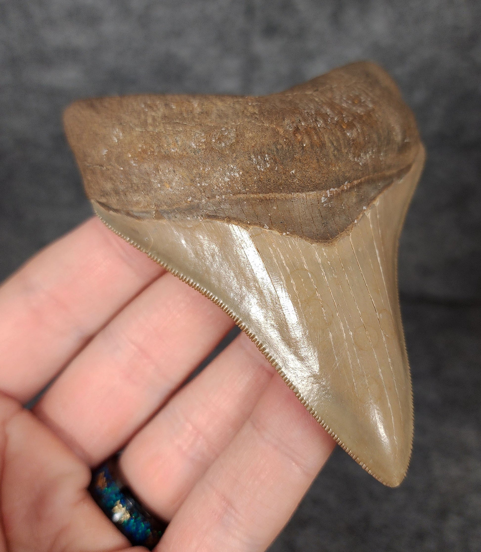 Left side profile of 3.68-inch Megalodon tooth from Savannah, Georgia, displaying curvature and enamel preservation.