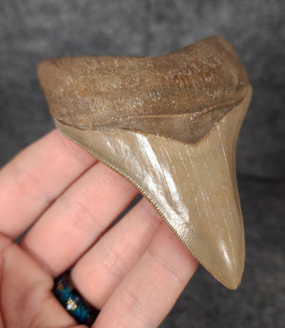 Left side profile of 3.68-inch Megalodon tooth from Savannah, Georgia, displaying curvature and enamel preservation.