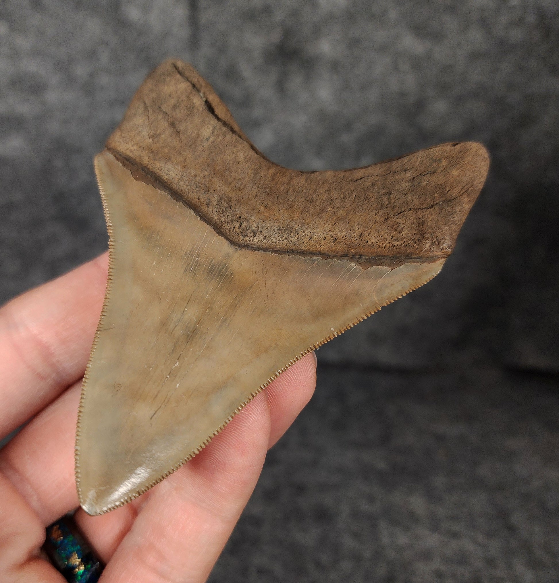 Back right side view of 3.68-inch fossil Megalodon tooth, emphasizing natural serrations and blade shape.