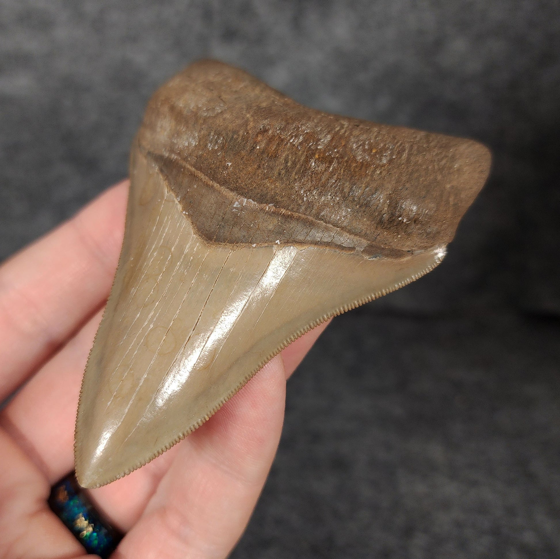 Right side view of 3.68-inch fossil Megalodon tooth, emphasizing natural serrations and blade shape.