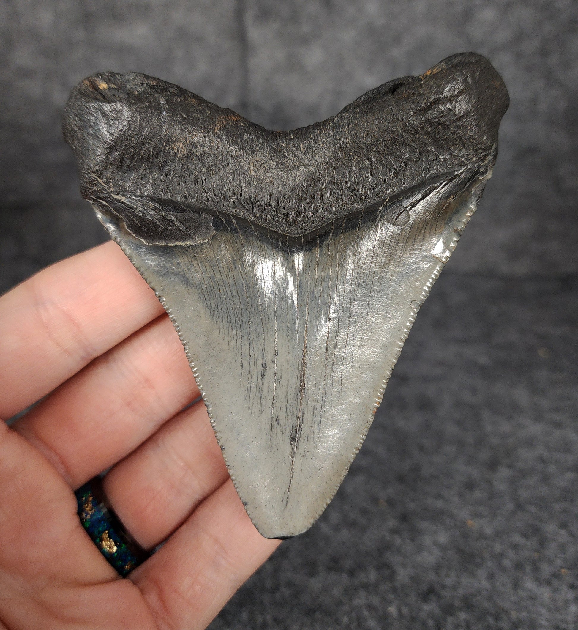 Back view of 3.68-inch Megalodon tooth fossil, highlighting the root structure and enamel preservation.