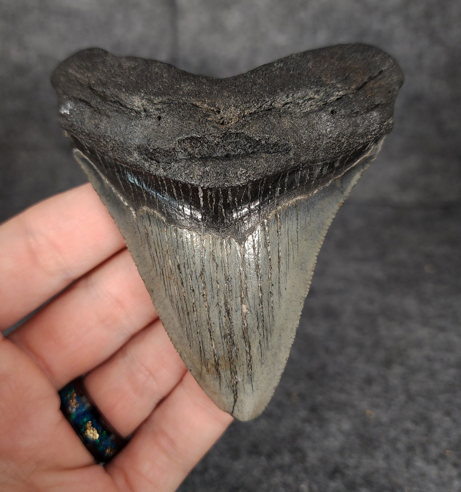Front view of 3.68-inch authentic Megalodon tooth fossil from Beaufort, South Carolina, showcasing natural enamel and robust root.