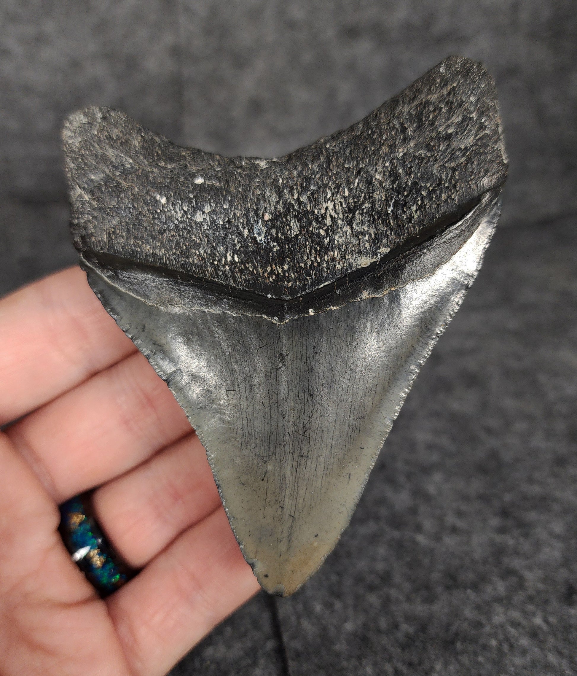 Back view highlighting the robust root structure of 3.70-inch Megalodon tooth fossil from Venice, Florida.