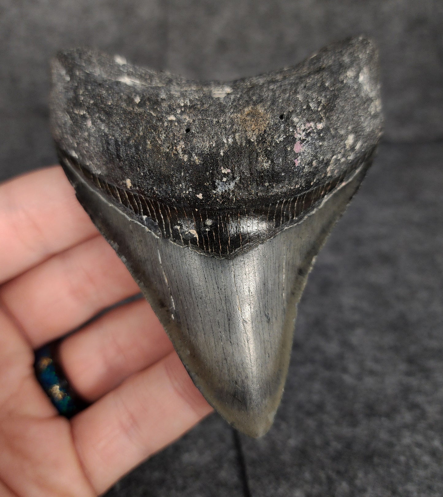 Front view of 3.70-inch serrated Megalodon tooth fossil from Venice, Florida, showcasing glossy enamel and sharp serrations.