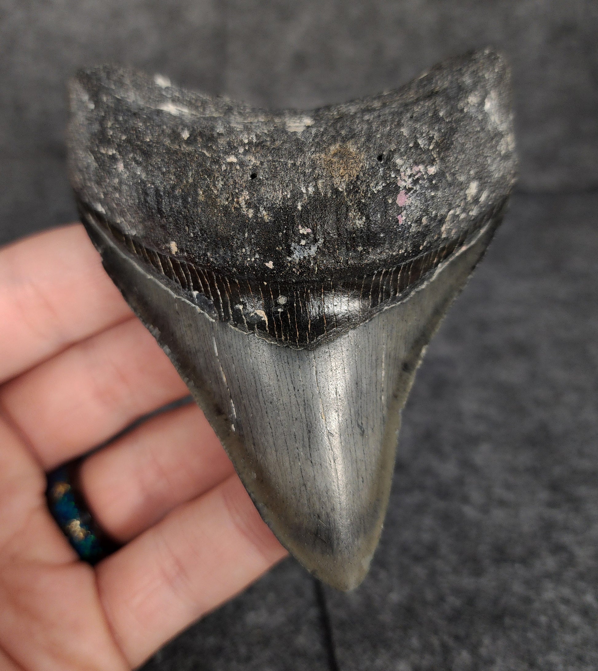 Front view of 3.70-inch serrated Megalodon tooth fossil from Venice, Florida, showcasing glossy enamel and sharp serrations.
