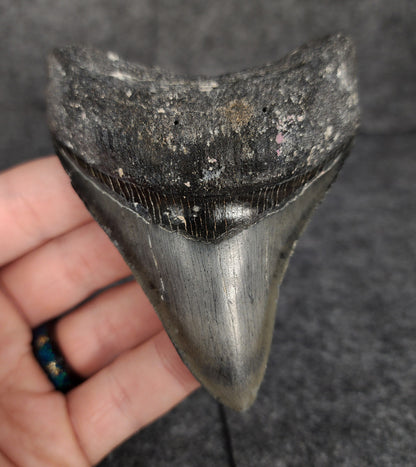 Front view of 3.70-inch serrated Megalodon tooth fossil from Venice, Florida, showcasing glossy enamel and sharp serrations.