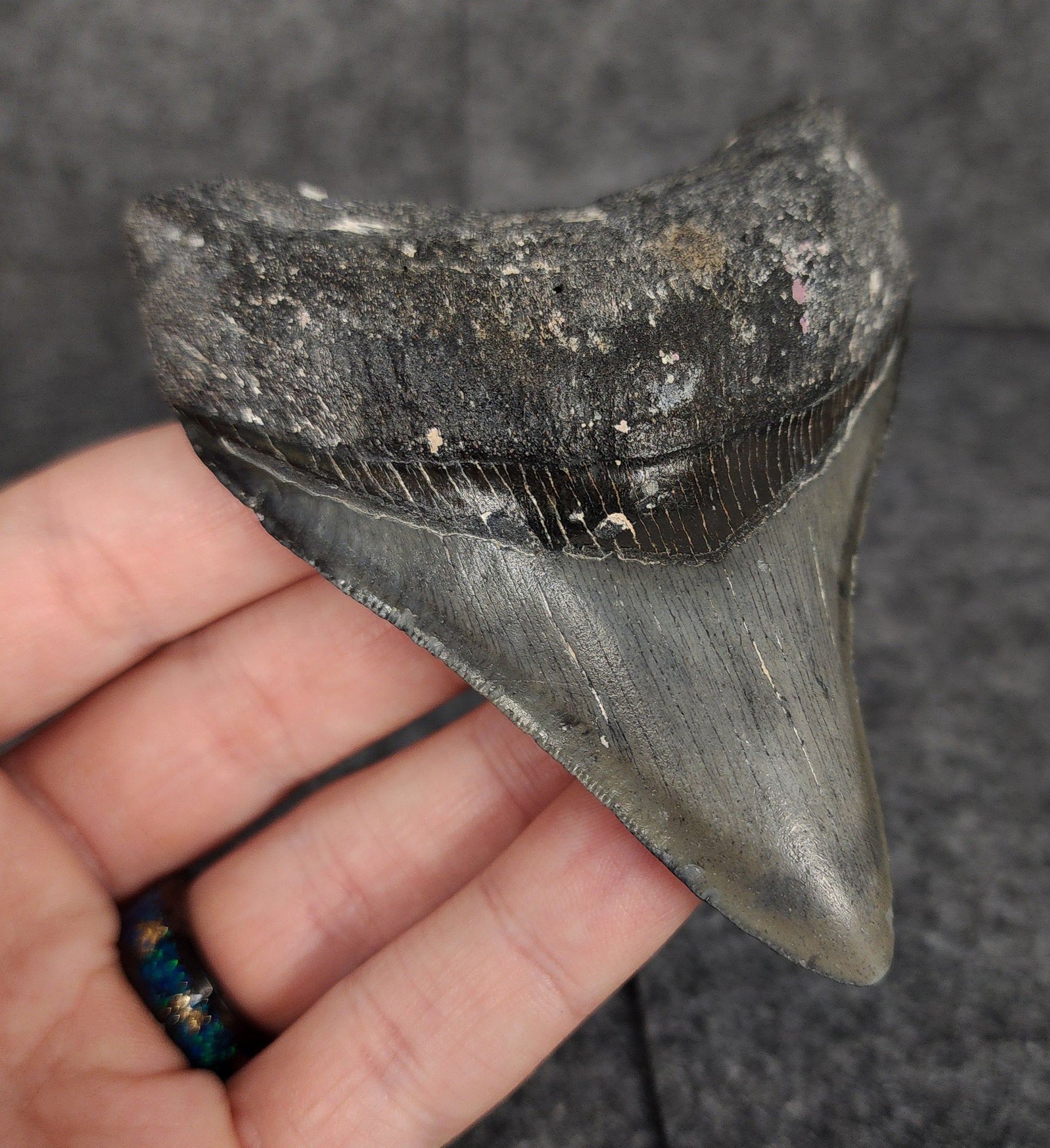 Left side profile of 3.70-inch Megalodon tooth from Venice, Florida, displaying curvature and enamel preservation.