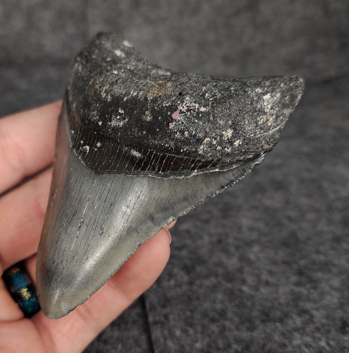 Right side view of 3.70-inch fossil Megalodon tooth, emphasizing natural serrations and blade shape.