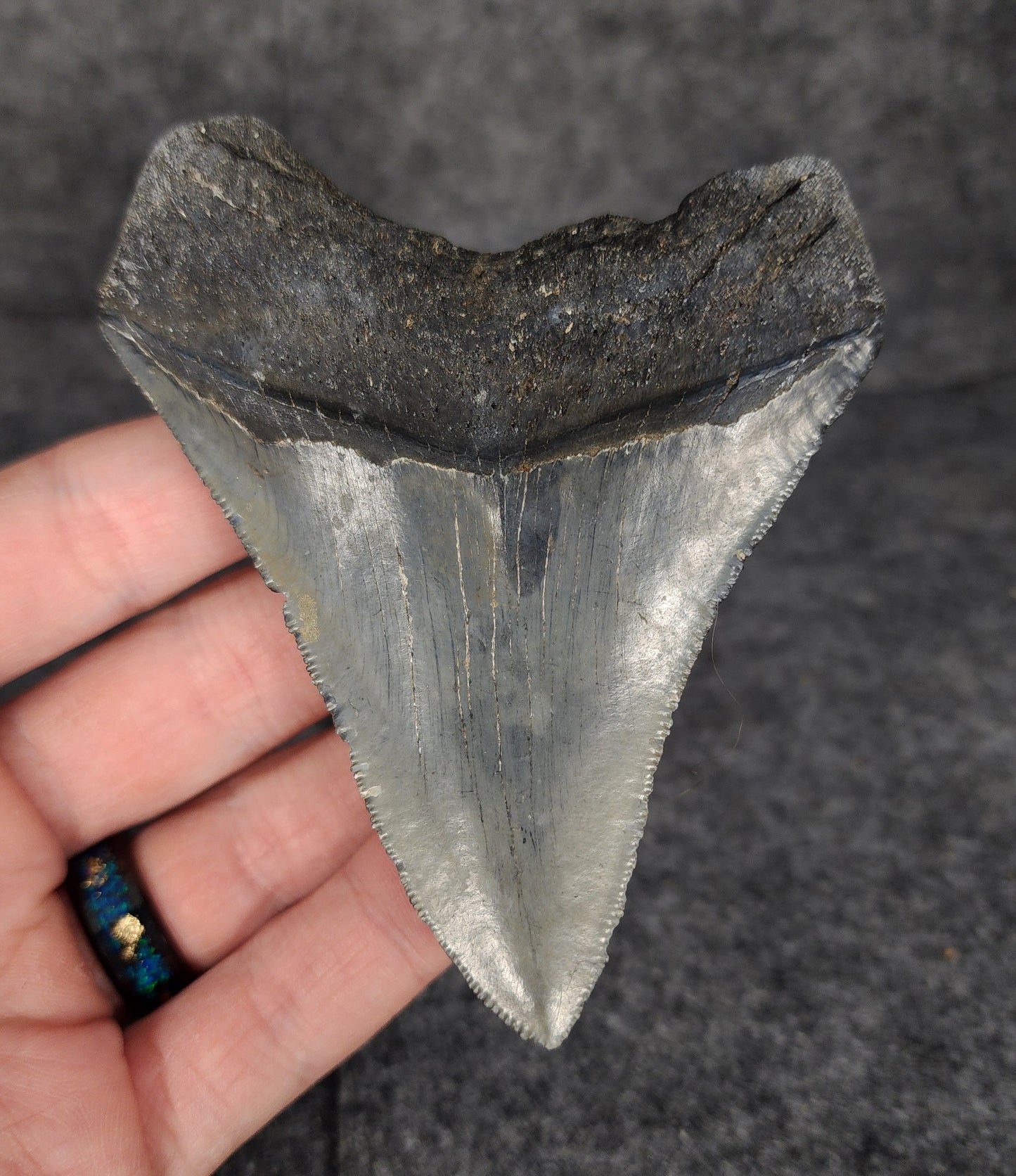 Back view of 3.74-inch Megalodon tooth fossil, highlighting the root structure and enamel preservation.