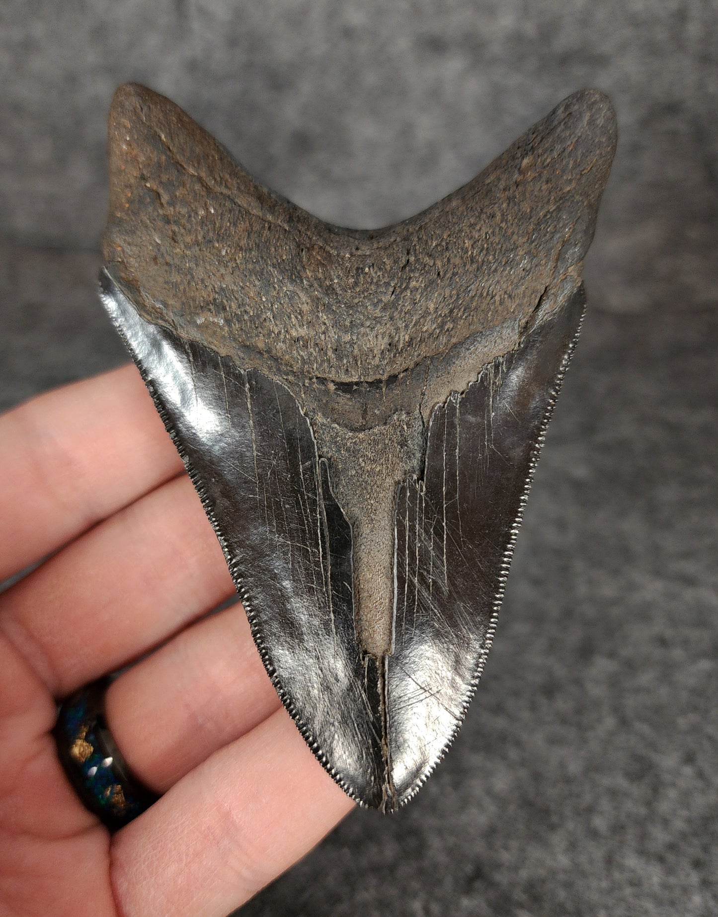 Back view of 3.76-inch Megalodon tooth fossil, highlighting the root structure and enamel preservation.