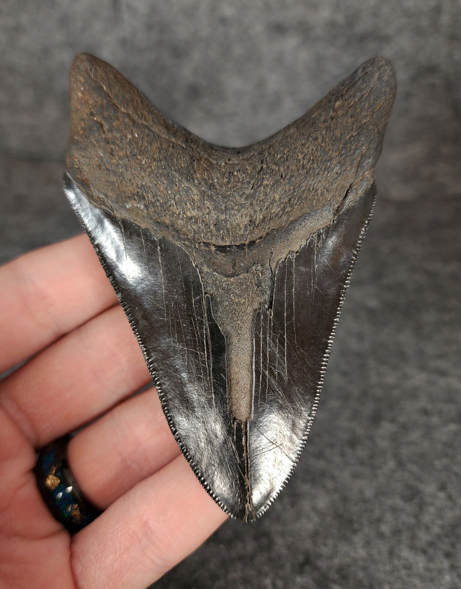 Back view of 3.76-inch Megalodon tooth fossil, highlighting the root structure and enamel preservation.