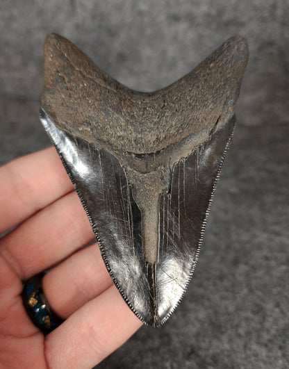 Back view of 3.76-inch Megalodon tooth fossil, highlighting the root structure and enamel preservation.